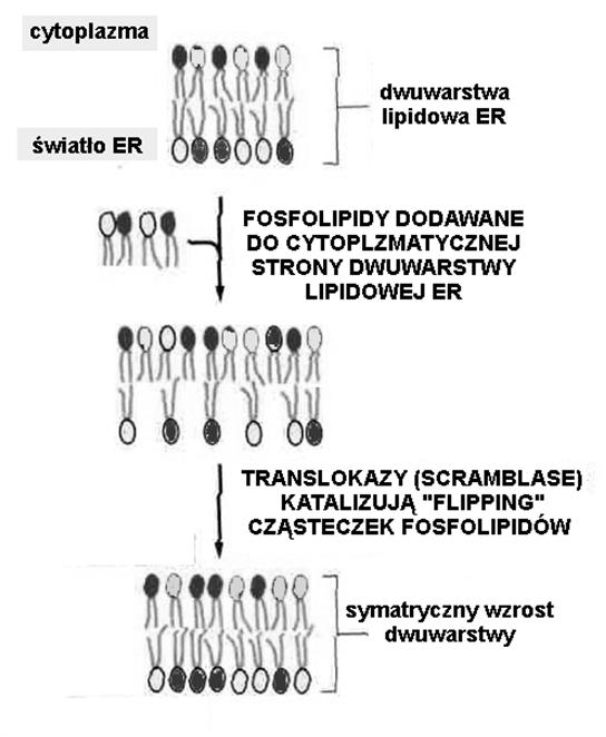 Siateczka śródplazmatyczna biosynteza lipidów Siateczka