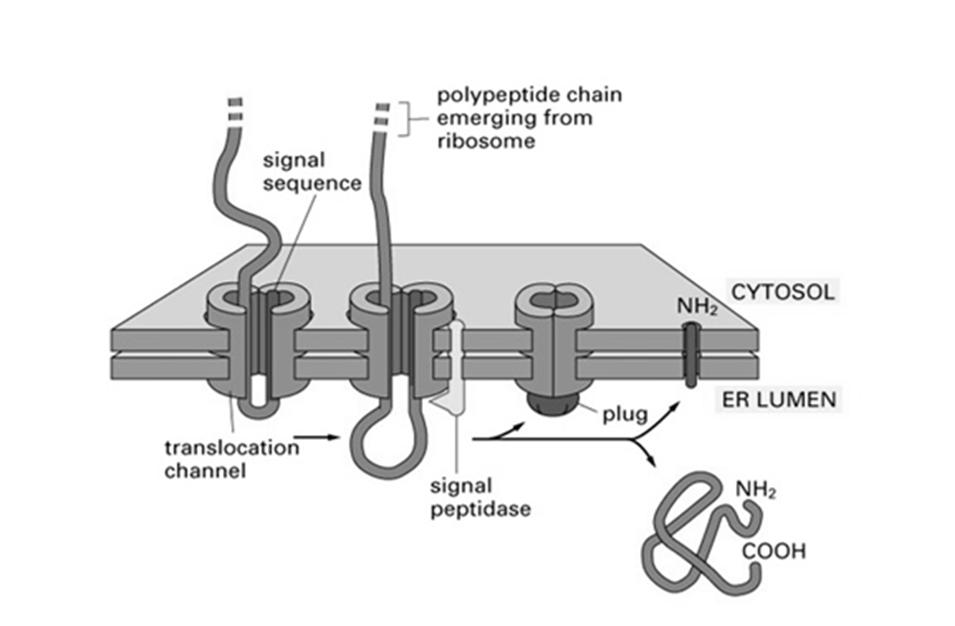 białka do ER 2 podjednostki GTP-aza Sec 61 α, β, χ związanie rybosomu z