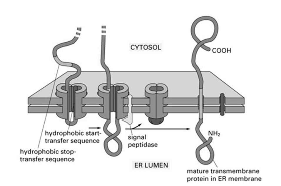 białek monotopowych do błony ER