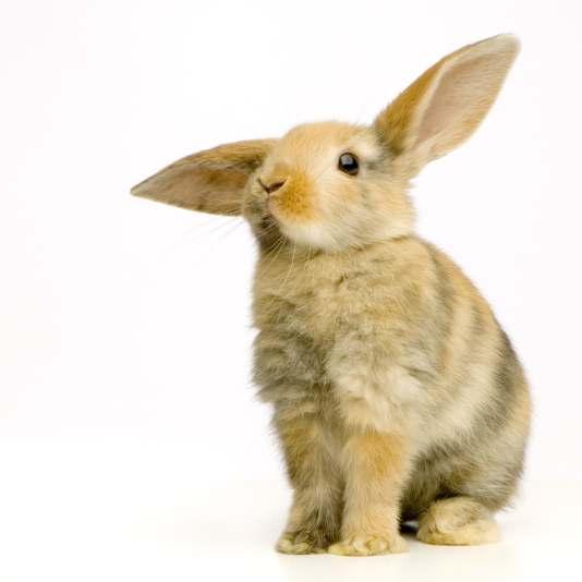 Pomór królików Pomór królików (wirusowa krwotoczna choroba królików), jest bardzo zaraźliwą chorobą, po raz pierwszy stwierdzoną w latach 80-tych XX wieku.