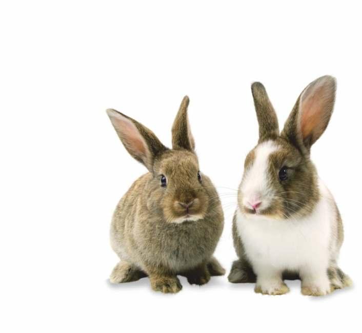 W przypadku niekorzystnej sytuacji epidemiologicznej można szczepić króliki od szóstego tygodnia życia, wówczas szczepienie przypominające należy wykonać po