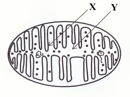 Poziom rozszerzony Zadanie 9. ( pkt) Na rysunku przedstawiono schematycznie budowę mitochondrium, w którym zachodzi m.in. proces oddychania wewnątrzkomórkowego.