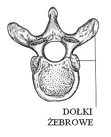 Poziom podstawowy Zadanie 1. (3 pkt) Na rysunkach A, B i C przedstawiono trzy różne rodzaje kręgów kręgosłupa człowieka.