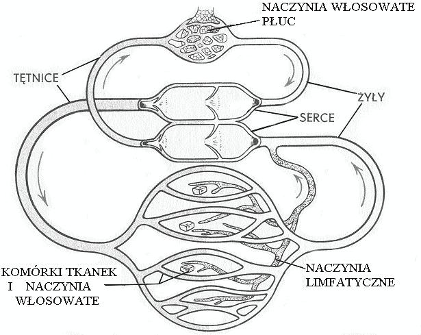 Poziom podstawowy Zadanie 4. ( pkt) Na rysunku przedstawiono schematycznie sposób krążenia krwi i limfy w organizmie człowieka.