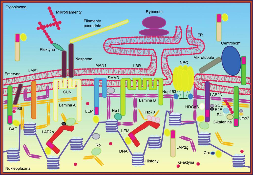 go, w komórkach człowieka odpowiada za kotwiczenie centrosomu do błony jądrowej [3].