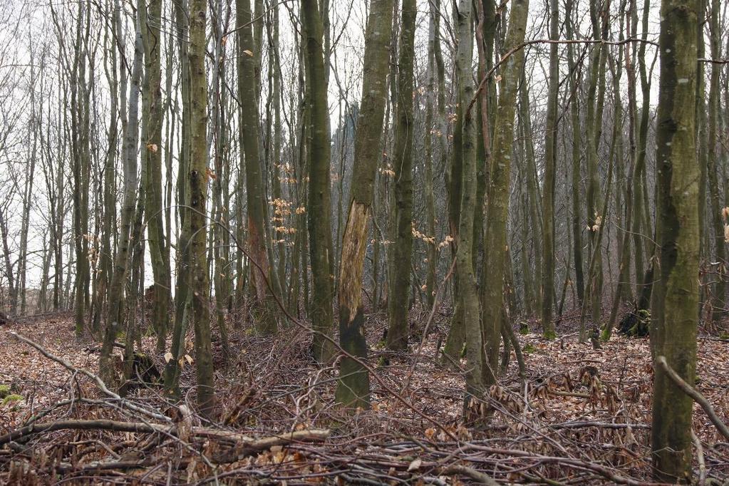 Stwierdzono wyższy poziom uszkodzeń w drzewostanie, w którym wykonano zabieg czyszczenia późnego.