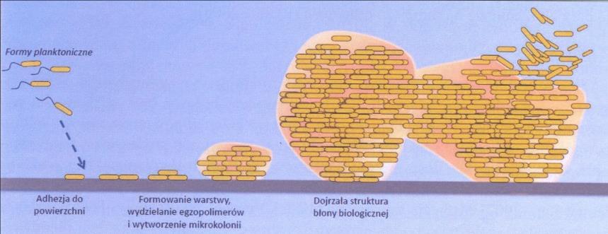 Tworzenie struktury błony biologicznej [opracowana na podstawie:,,ekologiczne i