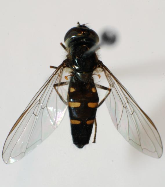 faunę Syrphidae i z tego powodu gatunek ten mógł yć łędnie oznaczany.