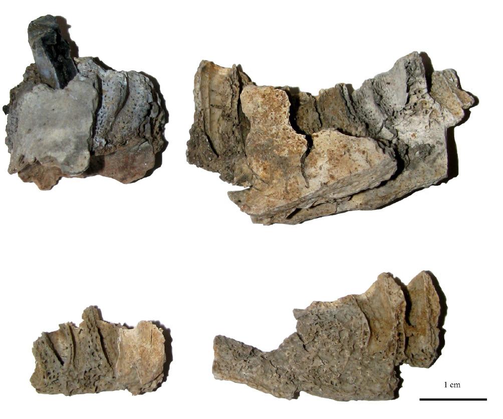 4. Grab 18. Arthrose des Dornfortsatzes eines Wirbels Ryc. 20. Wierzawice, st. 4. Grób 8. Słabo przepalone fragmenty żuchwy; w jednym zębodole utkwiony korzeń zęba Abb. 20. Wierzawice, Fst. 4. Grab 8.