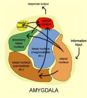 Neuroanatomia amygdali