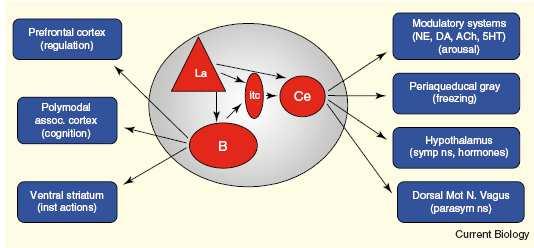 Amygdala wyjścia La lateral nucl.; B basal nucl.