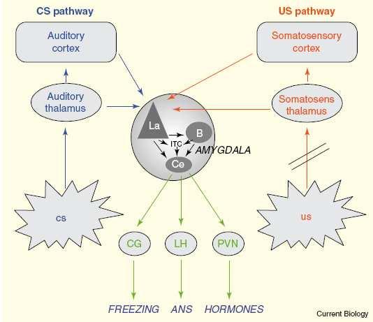 Warunkowanie klasyczne Plastyczność w jądrze bocznym (gł. dla) CS conditioned stimulus US unconditioned stimulus La lateral nucl. B basal nucl.