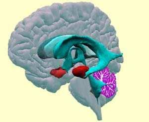 Amygdala Ciało migdałowate W obrębie bieguna płata skroniowego