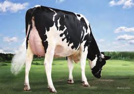 1% 396 kgb 114 WYKRES LINEARNY Ocena Źródło: CDCB/HA 4-17 98% Ocena Źródło: IB/MACE-USA 4-17 Przewaga mleka 449 lbs Przewaga białka 28 lbs.5% Przewaga tłuszczu 7 lbs.