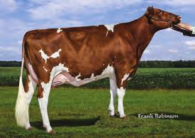 2% 398 kgb 122 WYKRES LINEARNY Ocena Źródło: CDCB/HA 4-17 94% Ocena Źródło: CDCB 4-17 Przewaga mleka -157 lbs Przewaga białka 16 lbs.8% Przewaga tłuszczu 38 lbs.