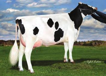 Przewaga mleka 199 lbs Przewaga białka 64 lbs.3 % Przewaga tłuszczu 97 lbs.9 % Ocena Źródło: CDCB/HA 4-17 79% 78% 2.2 2.21 1.67.77-1.