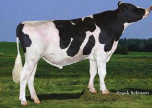 Duke TPI 2778 NM$ 867 DWP$ 929 Ocena Źródło: CDCB 4-17 Przewaga mleka 2697 lbs Przewaga białka 87 lbs.2 % Przewaga tłuszczu 115 lbs.