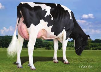 Przewaga mleka 2449 lbs Przewaga białka 77 lbs.1 % Przewaga tłuszczu 9 lbs -.1 % Ocena Źródło: CDCB/HA 4-17 8% 78% 1.99 1.47 1.99 1.75.