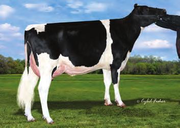 1% 48 kgb 99% Ocena Źródło: IB/MACE-USA 4-17 Przewaga mleka 1142 lbs Przewaga białka 47 lbs.5 % Przewaga tłuszczu 73 lbs.