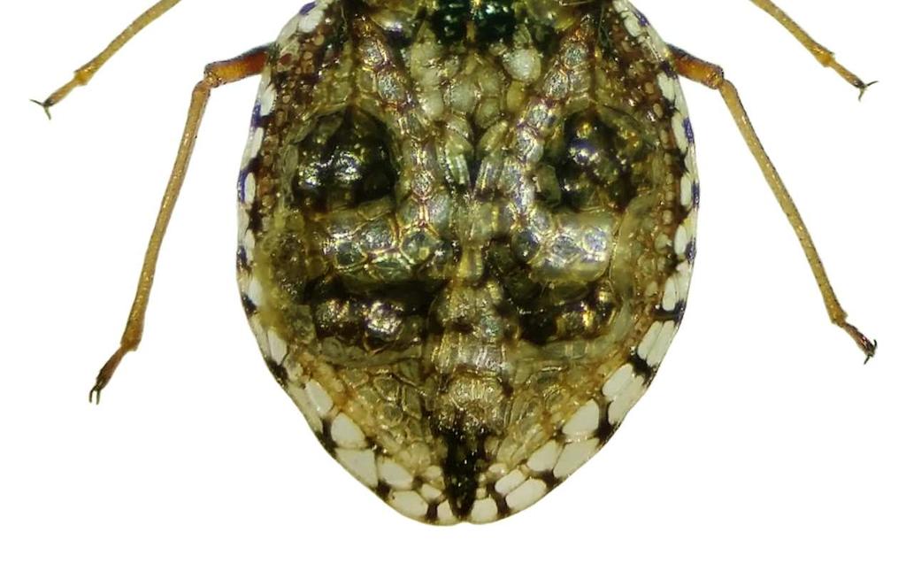 W poniższym wykazie gatunków numery stanowisk zostały oznaczone cyframi w kwadratowych nawiasach. Wykaz odłowionych gatunków Miridae Hahn, 1833 1. Adelphocoris seticornis (Fabricius, 1775) [1]: 01.07.