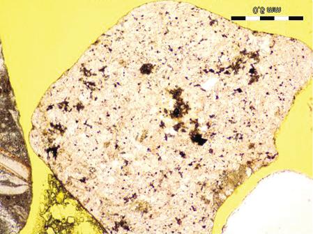 Œrednioziarnisty piaskowiec o spoiwie ilasto-krzemionkowym typu porowo-kontaktowego, na zdjêciu widoczny mikrokrystaliczny kwarc oraz kryszta³y kwarcu w stanie naprê eñ, XPL, skrzy owane nikole;