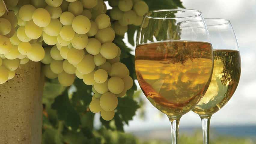 Wino wytwarzane z jednego z najstarszych, unikatowych szczepów winorośli Rkhatsyteli i Mtswane uprawianych wyłącznie w Gruzji.