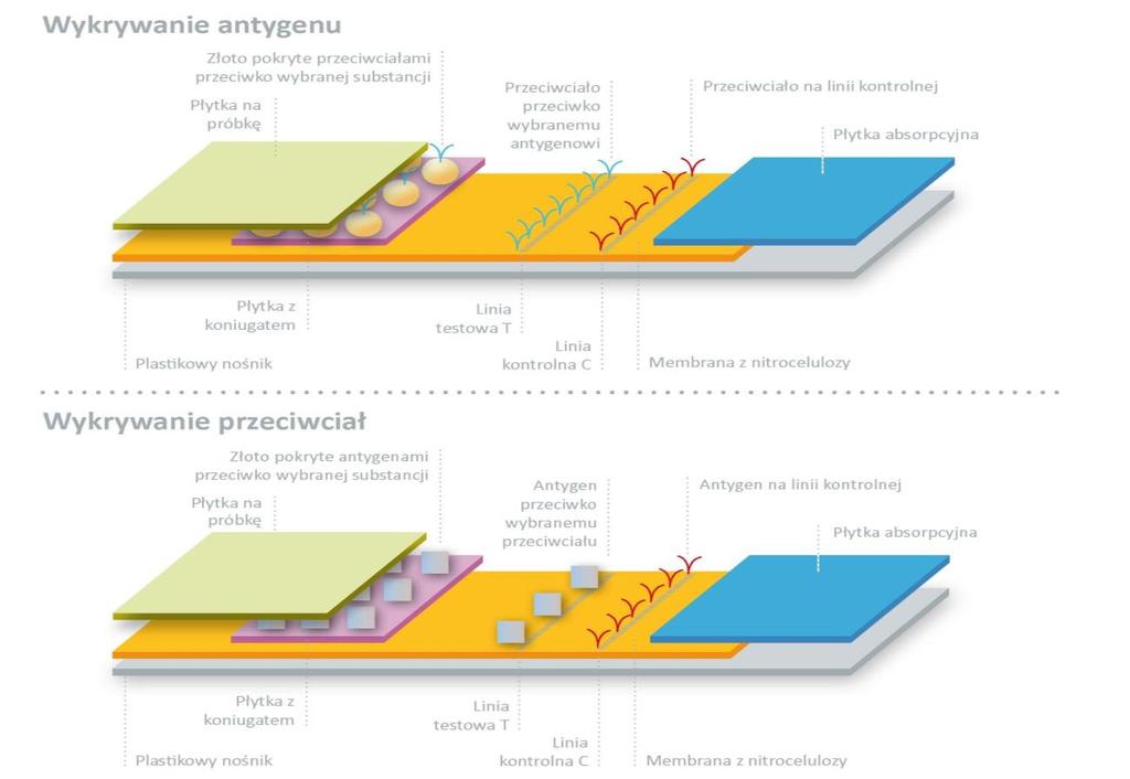 W przypadku próby pozytywnej, antygeny zostają rozpoznane oraz związane przez cząstki złota pokryte przeciwciałami.