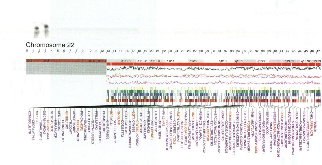 Kliniczne skutki aberracji chromosomowych Niezrównoważonych U zarodka - obumarcie U dzieci żywo urodzonych - Zespoły wad wrodzonych z niepełnosprawnością intelektualną - Niepełnosprawność