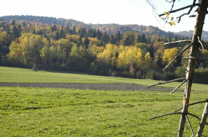 HISTORIA Kto puka do buka Kiedy w kwietniu zaczynam pracę w sadzie, słyszę pod niebem donośny śpiew skowronków. Po pewnym czasie przestaję je słyszeć zajęty swoimi myślami.