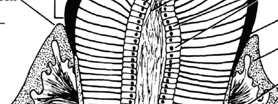 glikoproteidy (enameliny)