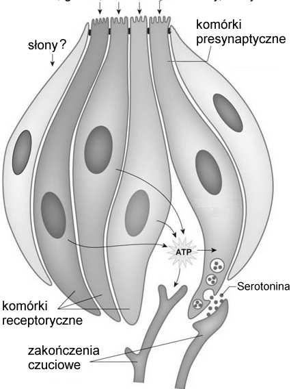 komórki typu 1, otworek smakowy mikrokosmki /wypustki komórki typu 3 zakończenia nerwowe komórki podstawne komórki podstawne (macierzyste) komórki smakowe typu