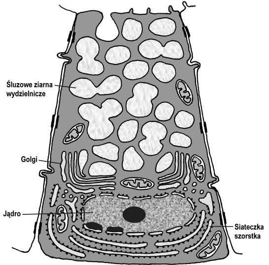 surowicze Pęcherzyk surowiczy: komórki wydzielnicze (surowicze = produkujące białka) - piramidowe, zasadochłonne - kuliste jądra komórkowe - szorstka