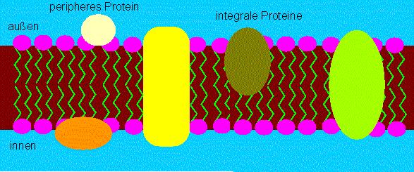 Białka (podział wg funkcji) -strukturalne -
