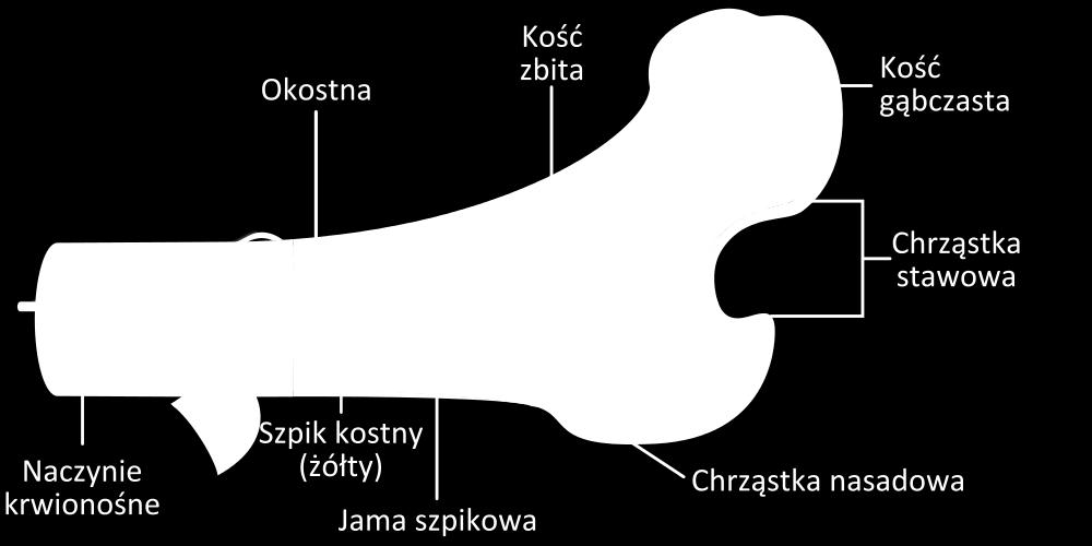 1. Cel projektu Celem projektu jest wykonanie analizy wytrzymałościowej modelu kości obojczykowej człowieka.
