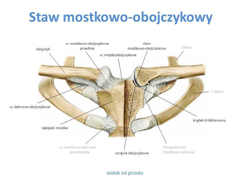 Natomiast na powierzchni bocznej przyłączone są mięsień naramienny i czworoboczny.