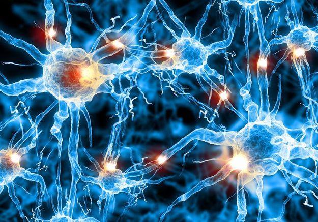 Stopień złożoności układu mózgowie składa się z około: 100,000,000,000 (10 11 = sto miliardów) neuronów średnia