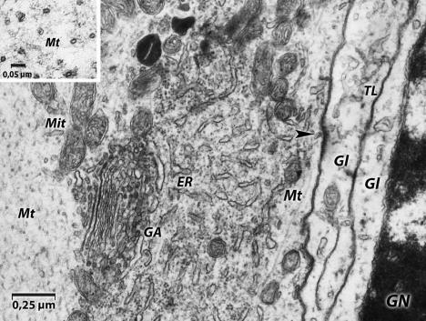 Budowa wewnętrzna neuronu Fedorenko & Uzdensky, 2014 Mt mikrotubule GA apparat Golgiego ER reticulum Endoplazmatyczne Mit mitochondrium Gl kom. glejowa GN jądro kom.