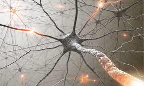Neuryty Cylindryczne wypustki dwojakiego rodzaju czym się jeszcze różnią?