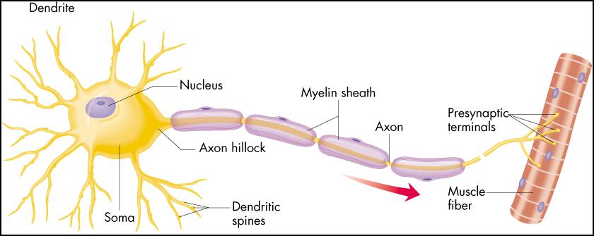 Schemat budowy nie(typowego) neuronu osłonka mielinowa dendryty jądro wzgórek aksonalny osłonka