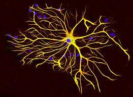 Astrocyty - Komunikacja, zsynchronizowanie działania neuronów,