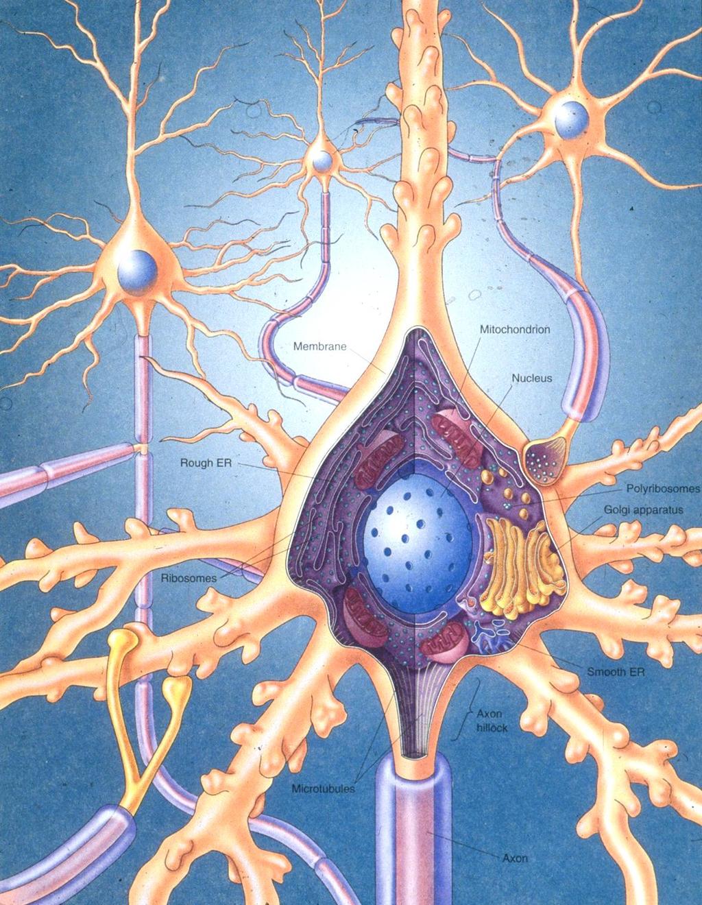 Neurony się ze