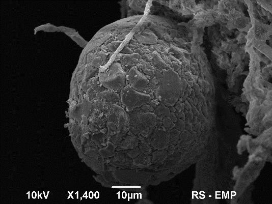 mycorrhizal frequency m% - non relative mycorrhizal frequency Spora AMF na korzeniu brzoskwini odmiany Meredith biowęgiel + Florovit NPK Wezykule w korzeniach