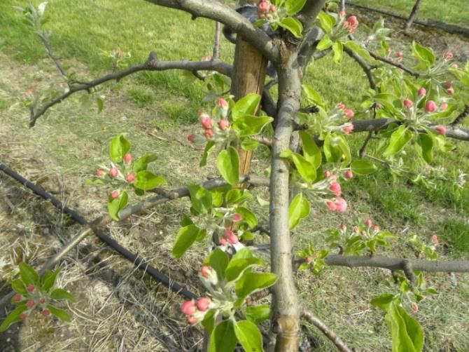 WZROST WEGETATYWNY JABŁONI ODMIANY ARIWA Kombinacje Przyrost średnicy pnia [mm] Świeża masa liścia [g] Pole powierzchni liścia [cm²] Kontrola Florovit NPK 4,81 ab 1,09 a 52,6 a Biowęgiel 3,67 a 1,28