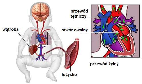 Krążenie