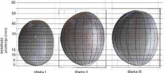 Rzuty śliwek I, II, III odmiany Amers ich modeli na płaszczyznę XZ. Fig. 5. Projections plums I, II, III Amers varieties of models on the XZ plane.