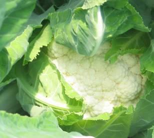 Vegetable variety offer / Oferta odmiany warzyw Open pollinating varieties are particularly hard to