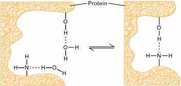 Wiązania wodorowe Donor: H w grupach OH, NH, NH2 (NH - łańcuch główny) Akceptor: O, N (wolne pary elektronowe).