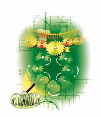 grzyba źródła energii i ogranicza dostępność materiału budulcowego do syntezy ważnych komponentów do budowy komórek patogenów.