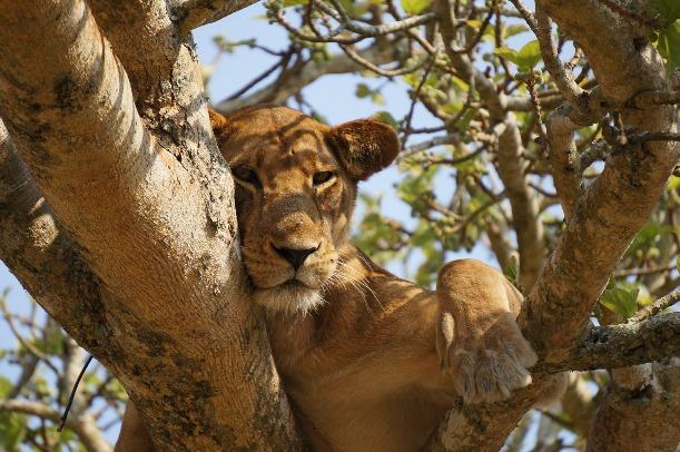 O gatunku Lew afrykański, formalnie Panthera leo, jest po tygrysie drugim największym kotem na świecie. Jest to drapieżnik mięsożerny, ważący od 150 kg (samice) do 180-250 kg (samce).