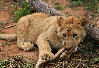 Znakiem rozpoznawczym gatunku Panthera leo jest wyraźnie zaznaczony dymorfizm płciowy dorosłe samce charakteryzują się posiadaniem długiej, bujnej grzywy, są też większe od samic.